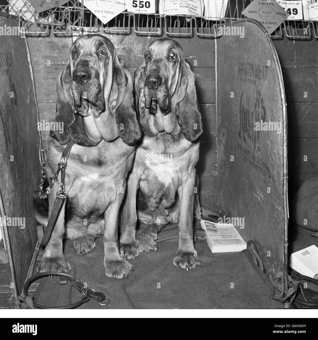 Sharing a first prize as the best pair of their breed, bloodhounds Churchlane Bouquet (left), and her mother, Champion Barsheen Delight at Crufts Dog Show. Stock Photo