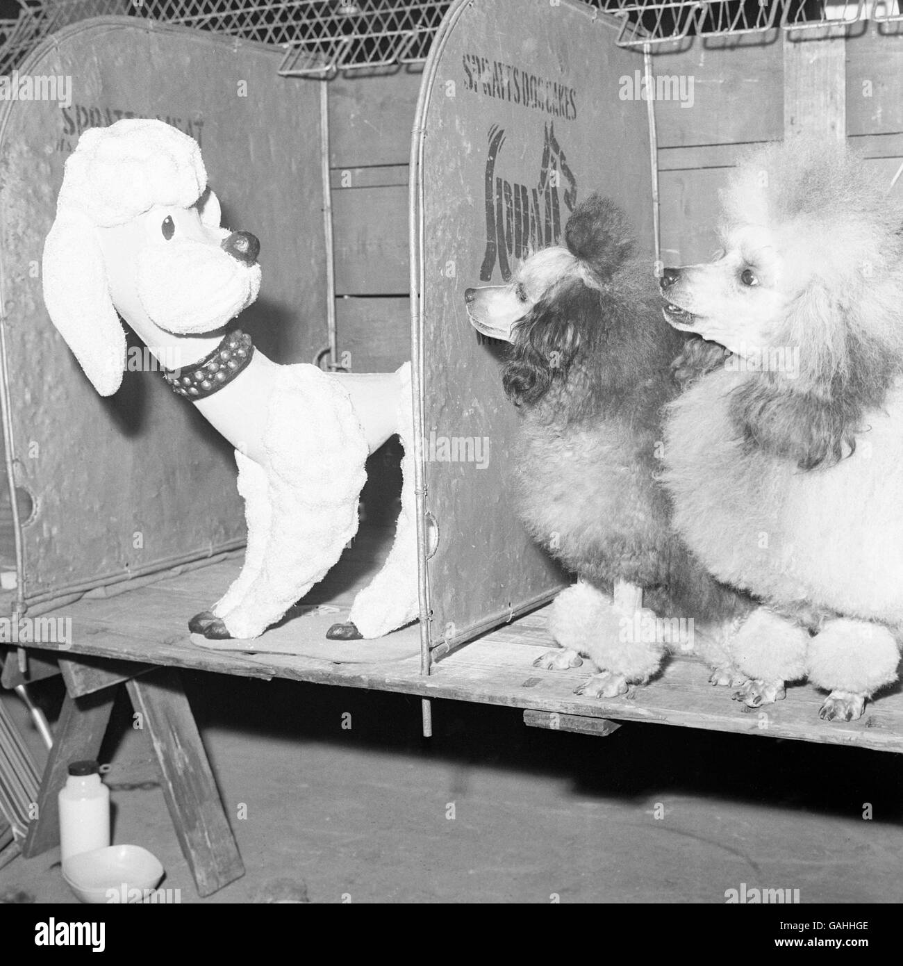 Animals - Cruft's Dog Show - Olympia Stock Photo