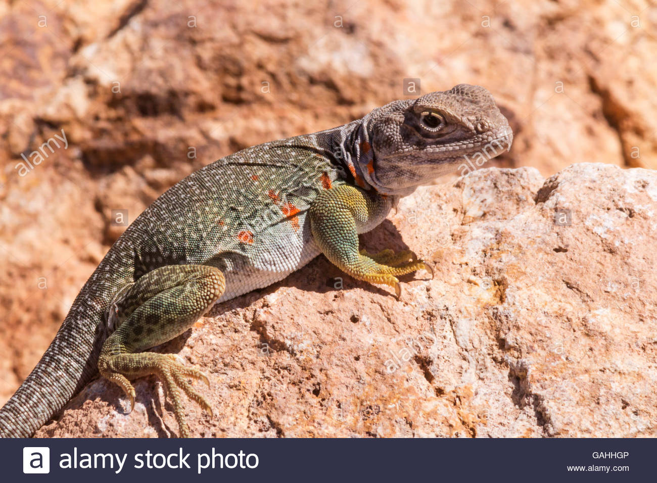 Crotaphytus High Resolution Stock Photography and Images Alamy
