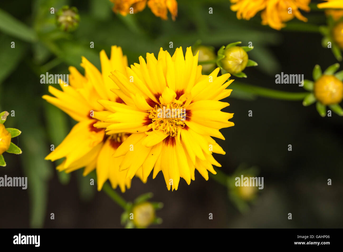Colorful flowers in bloom Stock Photo - Alamy