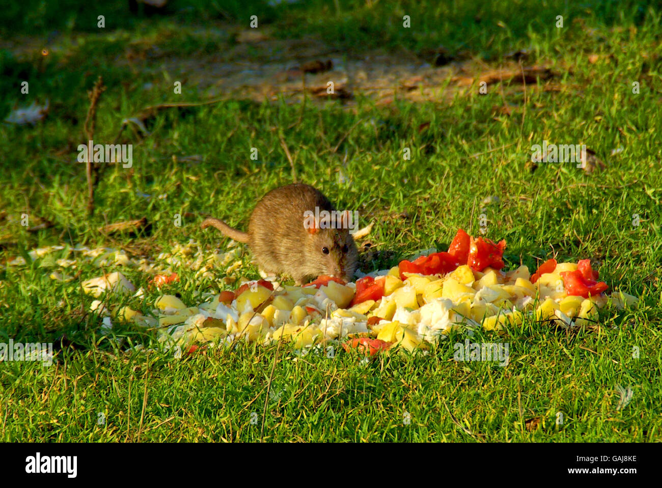 Rat Food Waste High Resolution Stock Photography and Images - Alamy