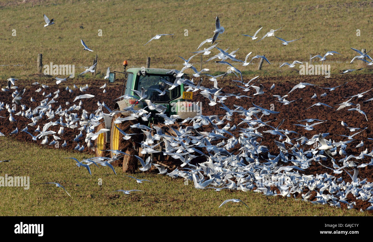 A flock of sea birds search for food by following a farmer as he ploughs a field near Wotton-under-Edge, Gloucestershire. Stock Photo