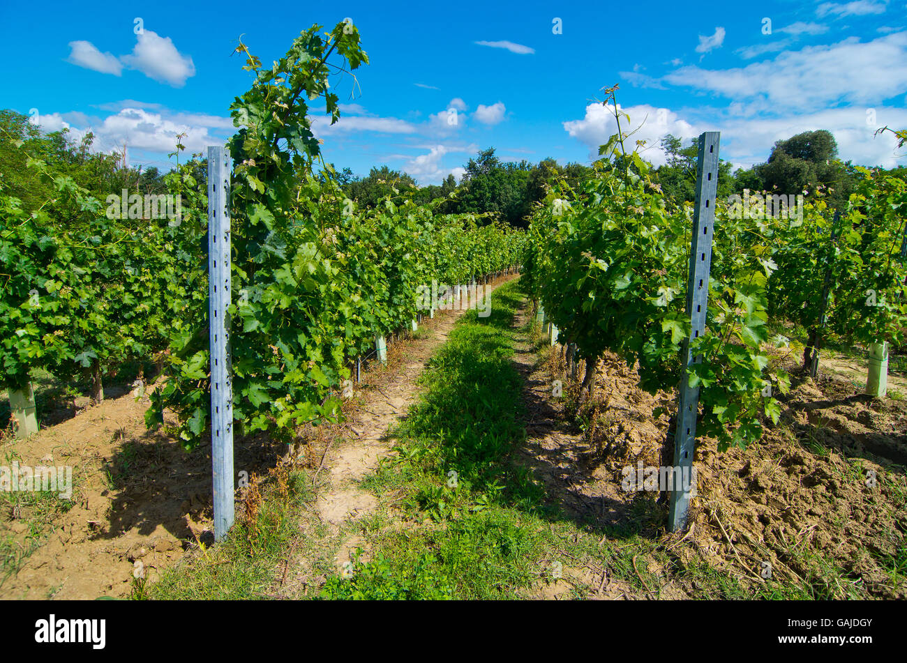 vineyard arranged in a circle and semicircle with traditional methods on a hill level curves Stock Photo