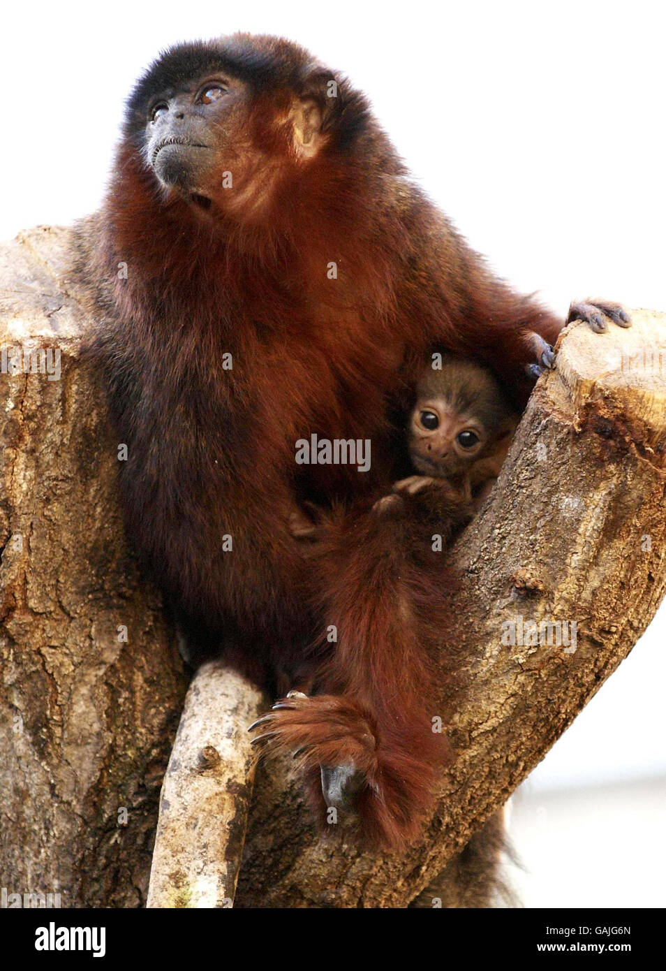 Red Titi monkey photocall Stock Photo