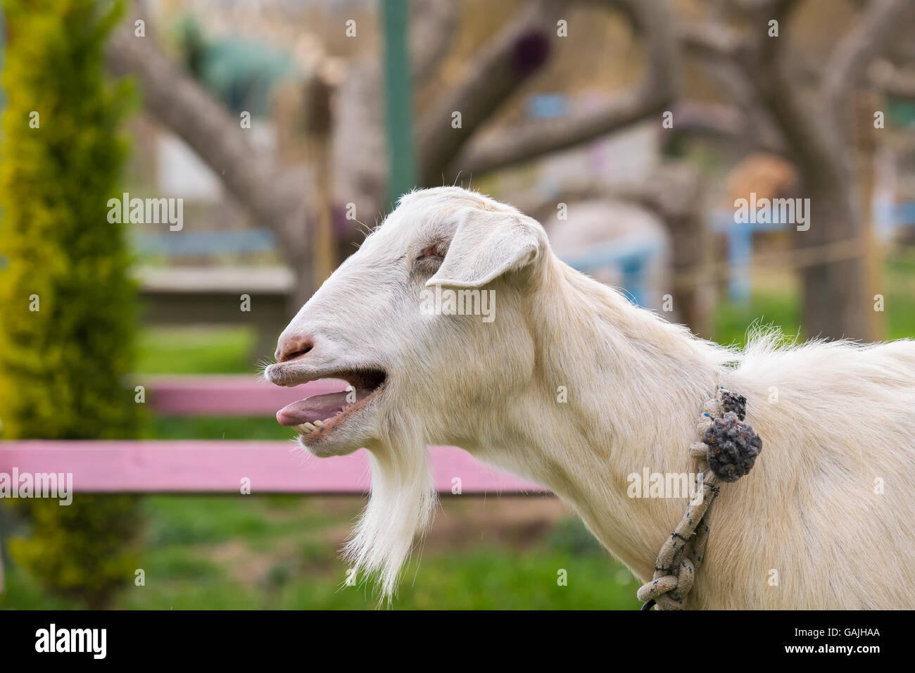 Cute goat bleating. A close up look. Stock Photo