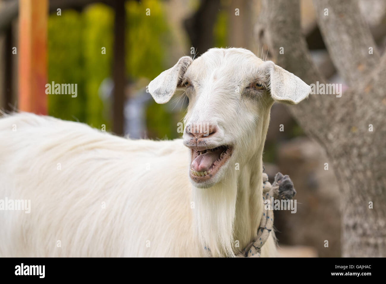 Funny goat portrait. A close up look. Stock Photo