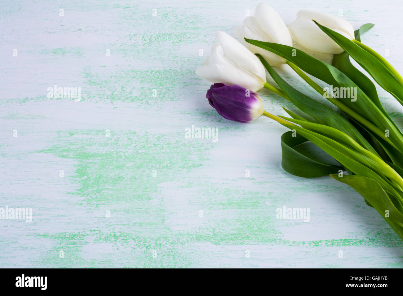 White tulips floral background. Flower frame. Flower background. Flower bouquet. Greeting card. Mothers day. Flowers.  Flower pa Stock Photo
