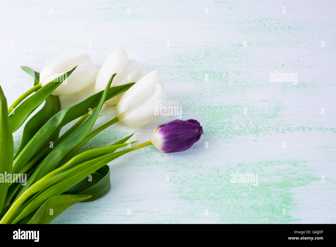 White tulips floral pattern background. Flower frame. Flower background. Flower bouquet. Greeting card. Mothers day. Flowers.  F Stock Photo