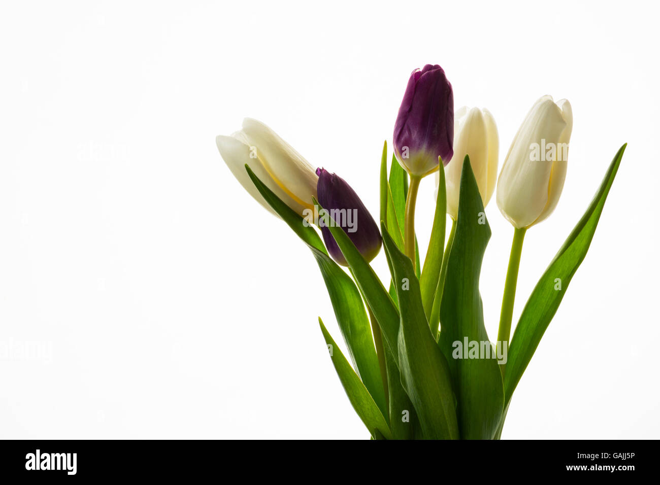 Bouquet of five fresh tulips on white background. Flower frame. Flower background. Flower bouquet. Greeting card. Mothers day. P Stock Photo