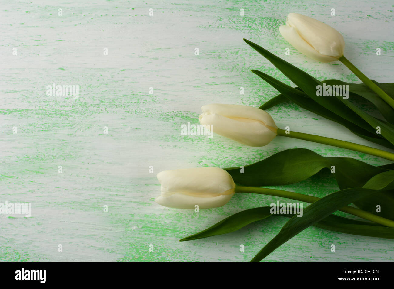 Fresh white and purple tulips background. Flower frame. Flower background. Flower bouquet. Greeting card. Mothers day. Place for Stock Photo