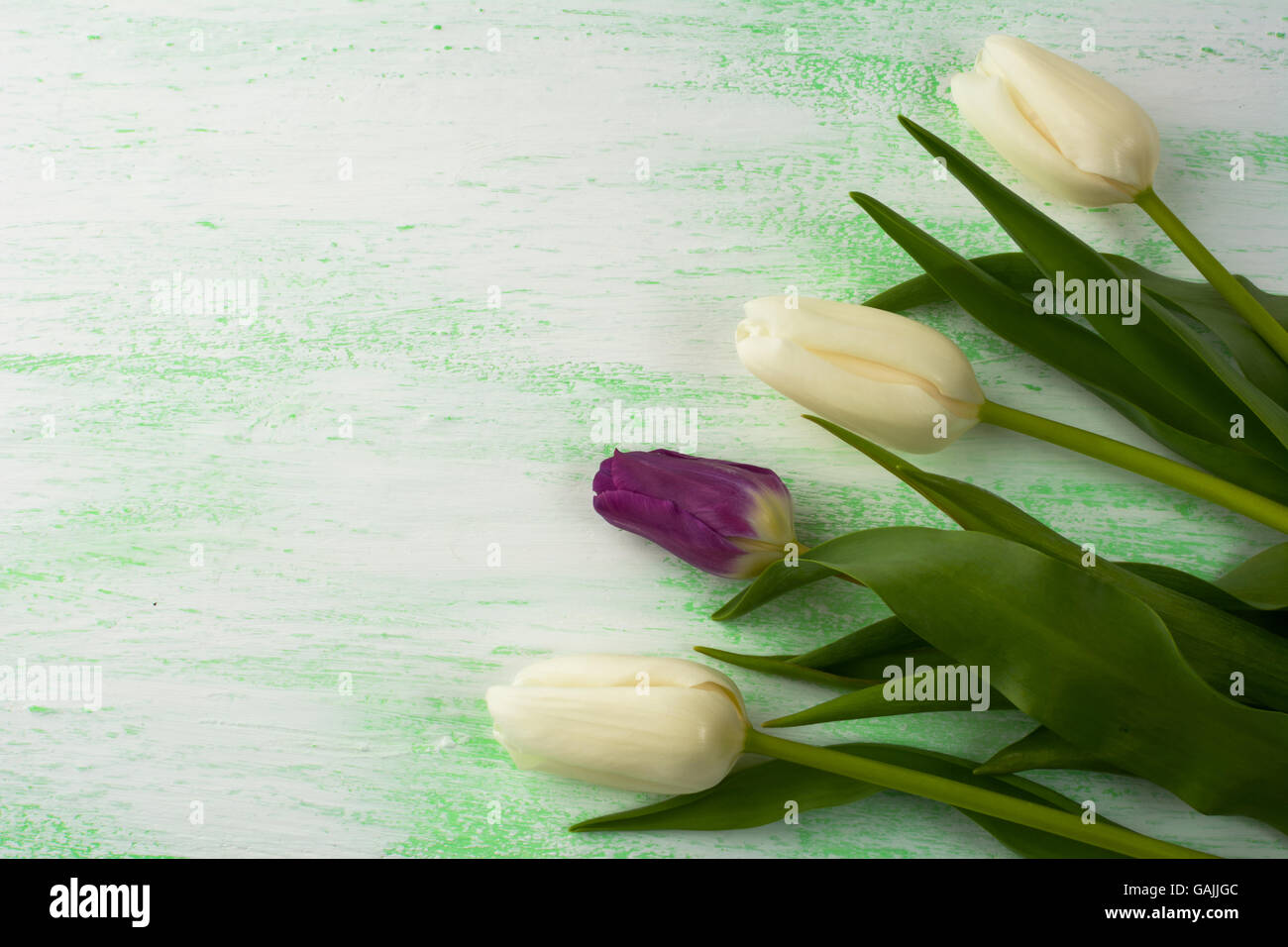 White and purple fresh tulips background. Flower frame. Flower background. Flower bouquet. Greeting card. Mothers day. Place for Stock Photo