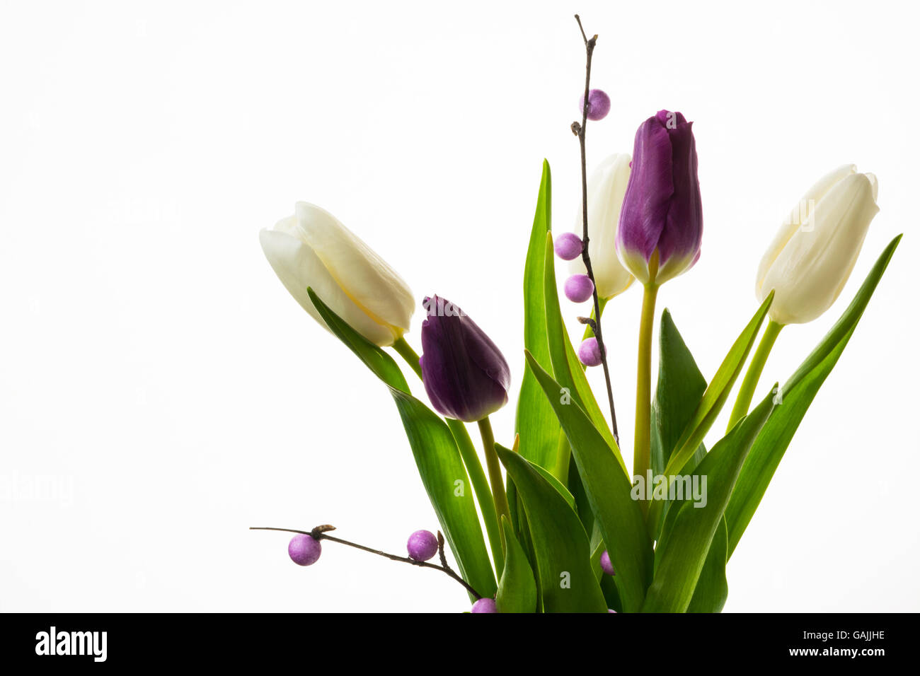 White and purple fresh tulips bouquet. Flower frame. Flower background. Flower bouquet. Greeting card. Mothers day. Place for te Stock Photo