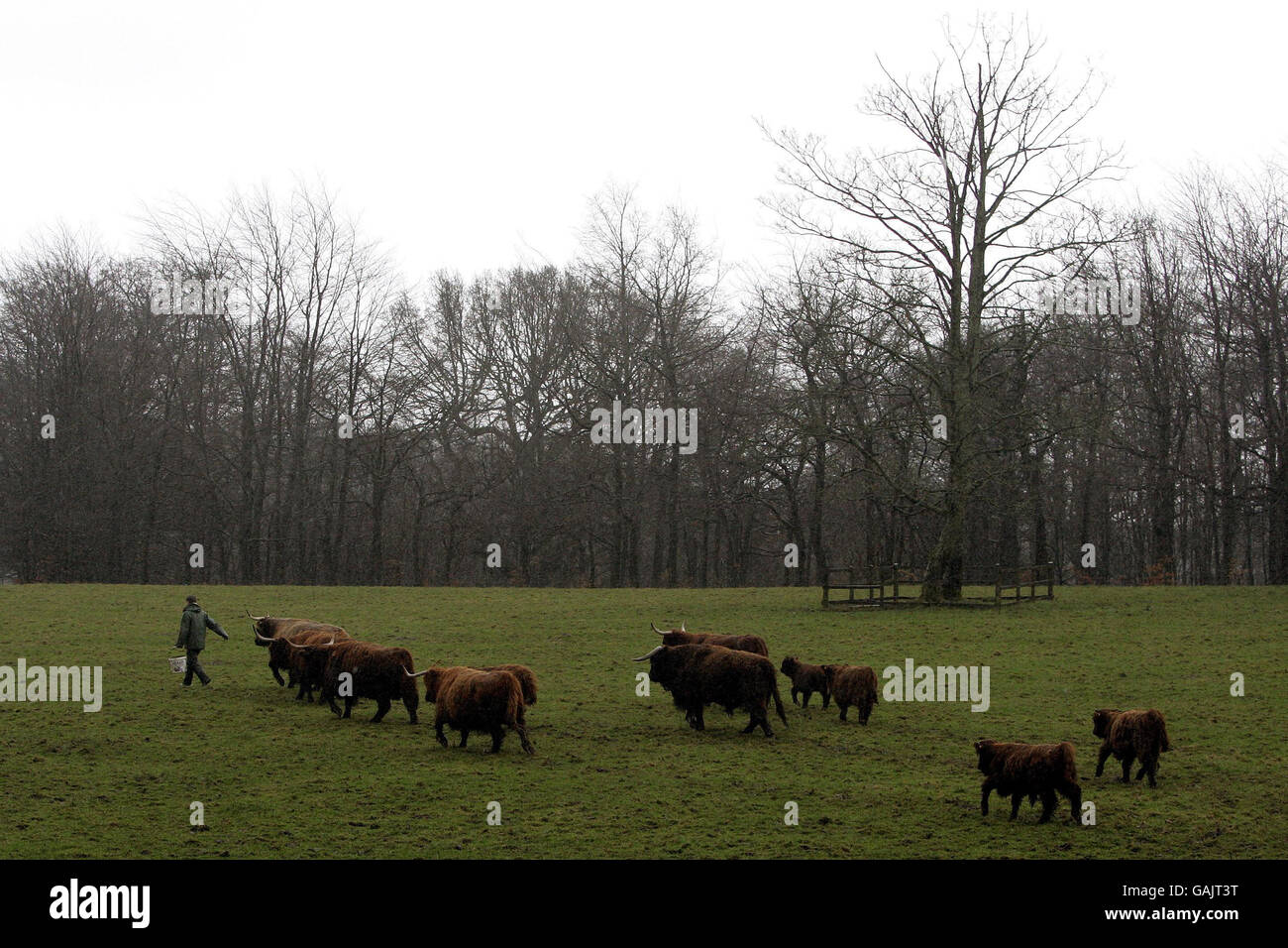 Highland cattle at at pollock country park in glasgow hi-res stock ...