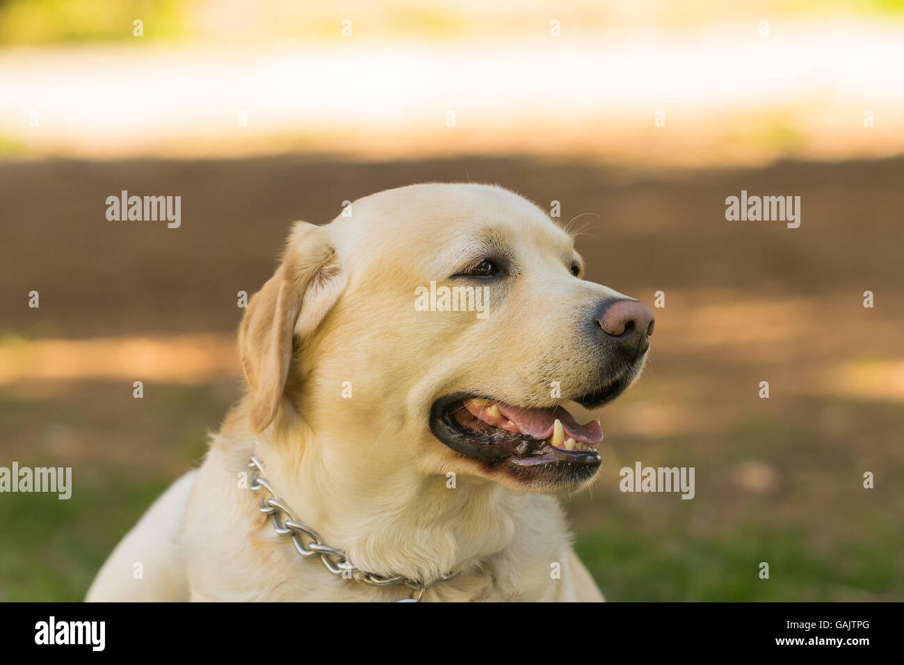 Labrador dog portrait at a park. A detailed close up look. Stock Photo