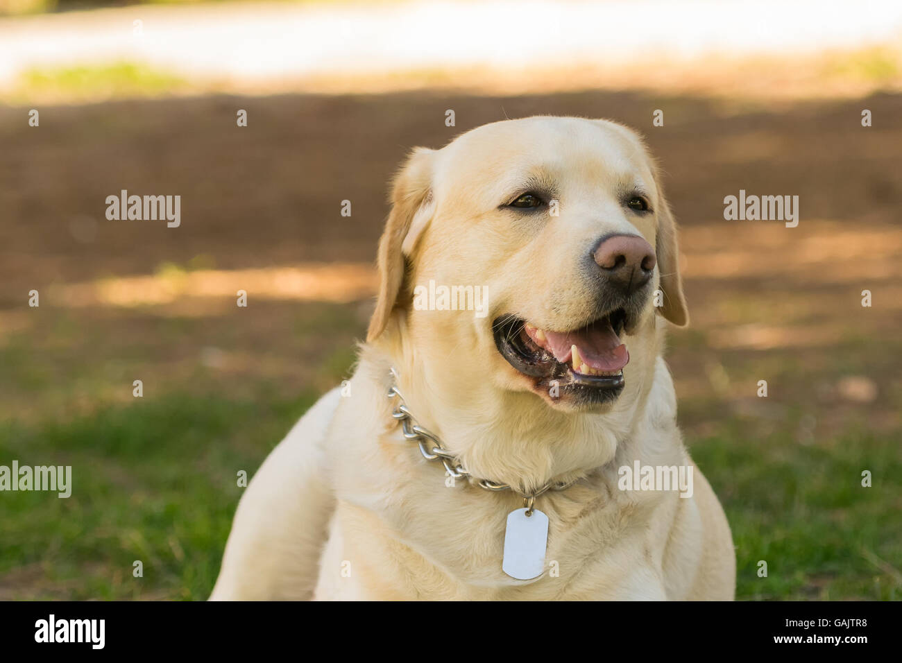 Pedigreed Labrador dog portrait. A close up look. Stock Photo