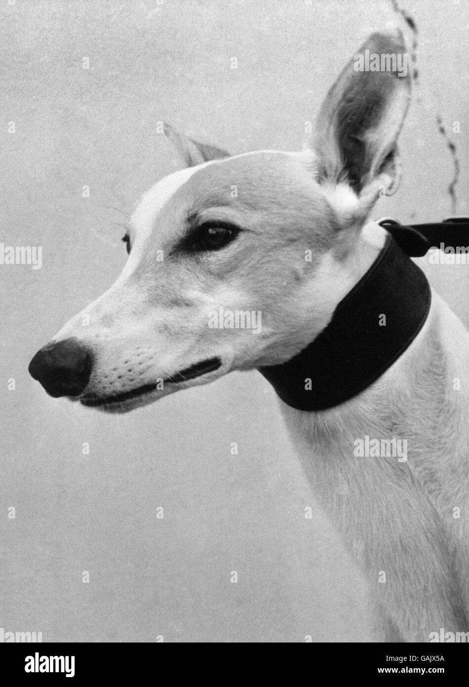 Camira Flash, owned by the Duke of Edinburgh, winner of the Greyhound Derby at the White City Stadium. Stock Photo