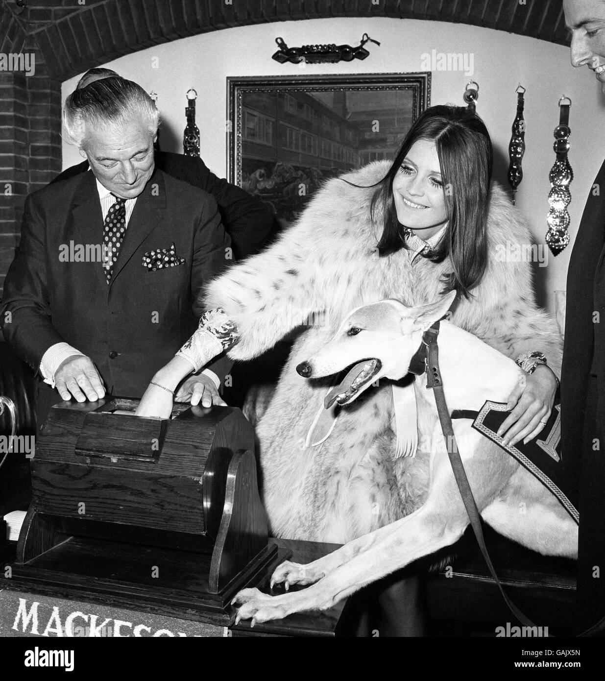 Pop star Sandie Shaw making the draw for the first round of the 7000 pound Mackeson Greyhound Championship at Whitbread's City Cellars, with Major Percy Brown, the Greyhound Racing Association's Director of Racing, and the Duke of Edinburgh's greyhound, Camira Flash, winner of the 1968 Greyhound Derby. Stock Photo