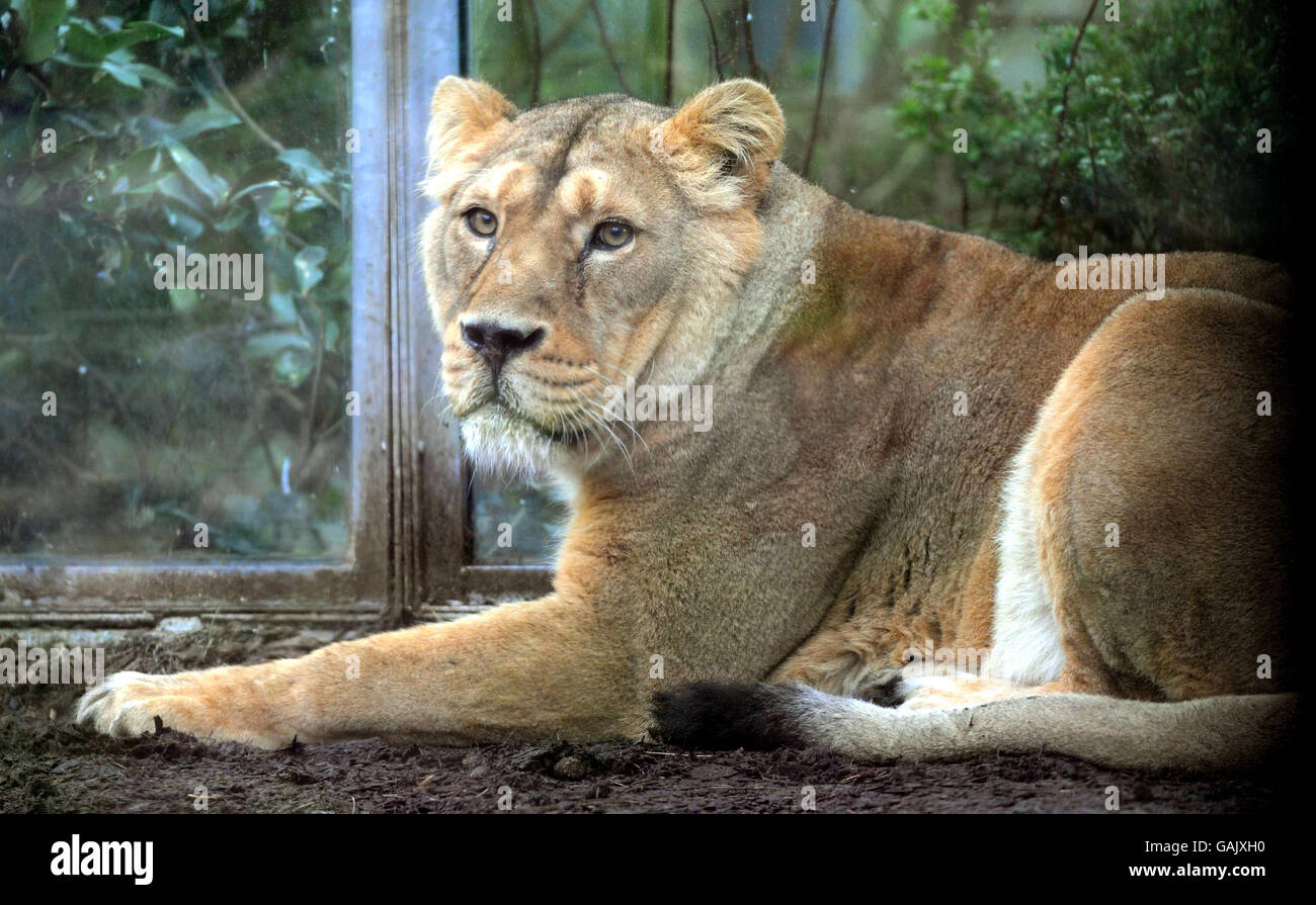 Lioness gets new boyfriend Stock Photo