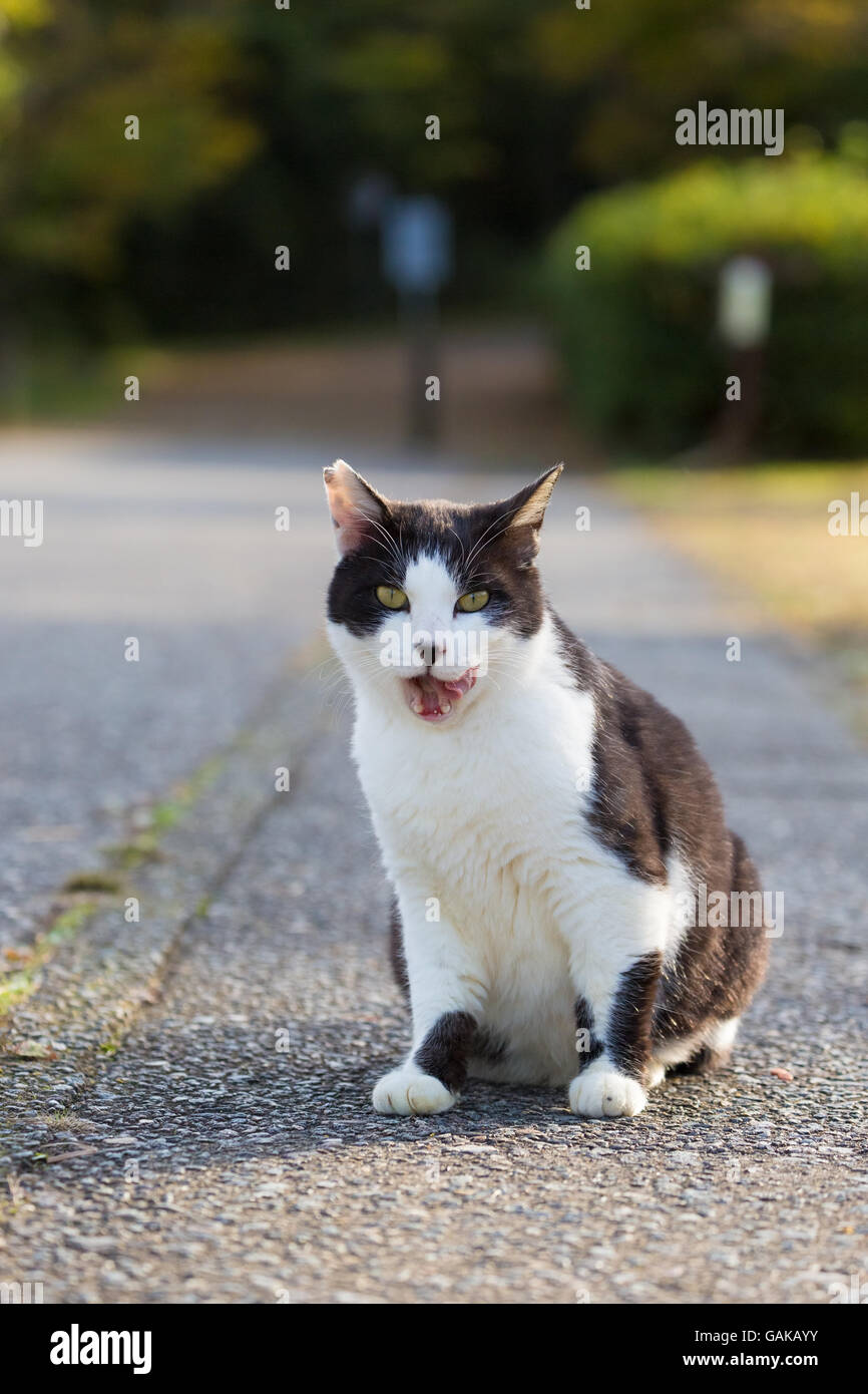 Black and white cat meowing loud. Stock Photo