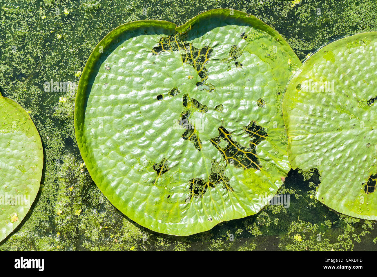 Huge floating lotus,Giant Amazon water lily,Victoria amazonia Stock