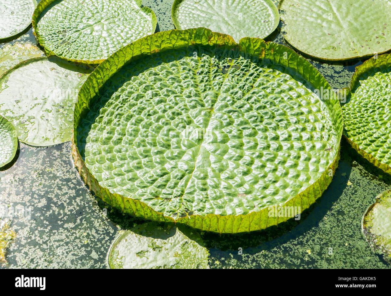 Huge floating lotus,Giant Amazon water lily,Victoria amazonia Stock