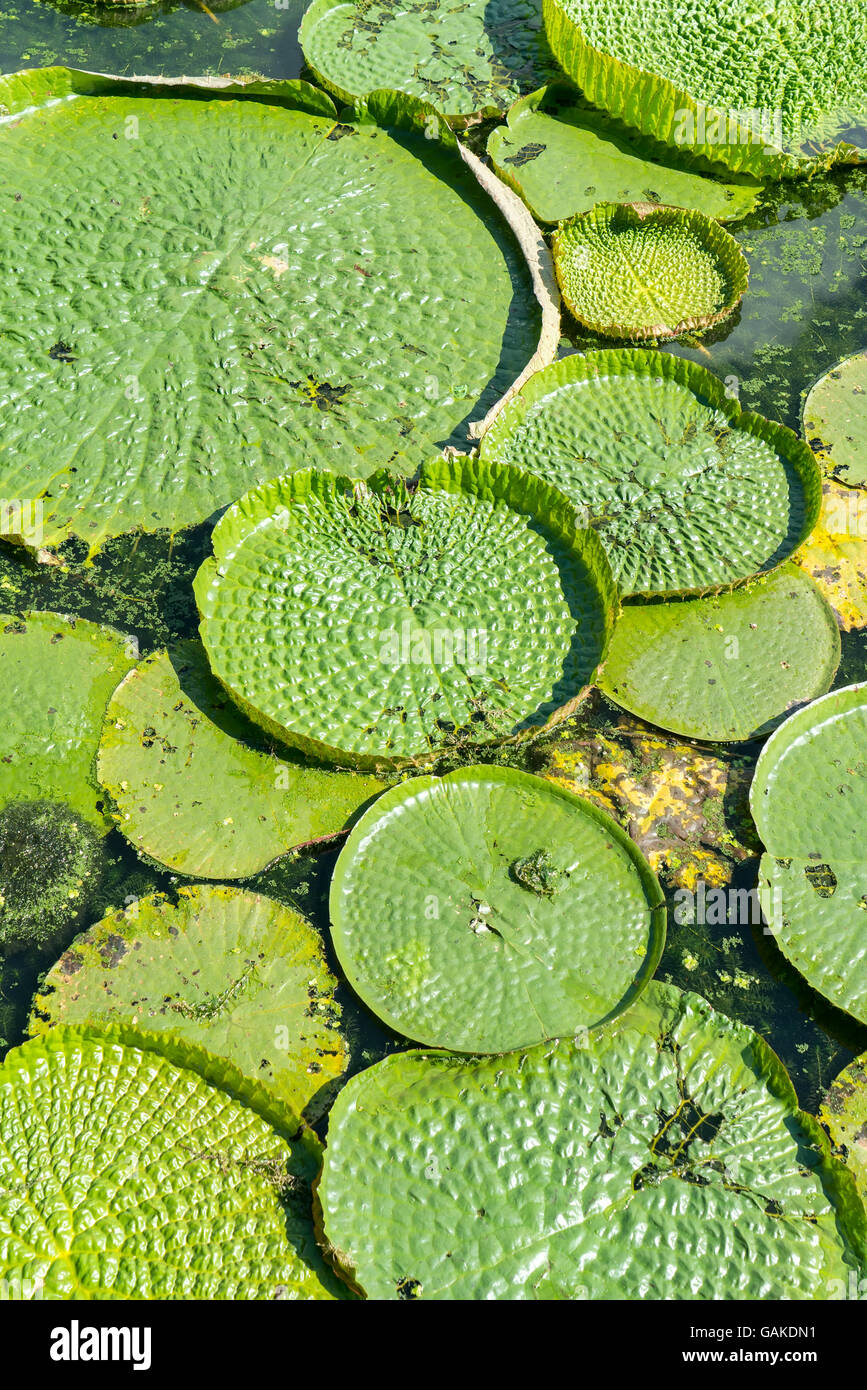 Huge floating lotus,Giant Amazon water lily,Victoria amazonia Stock