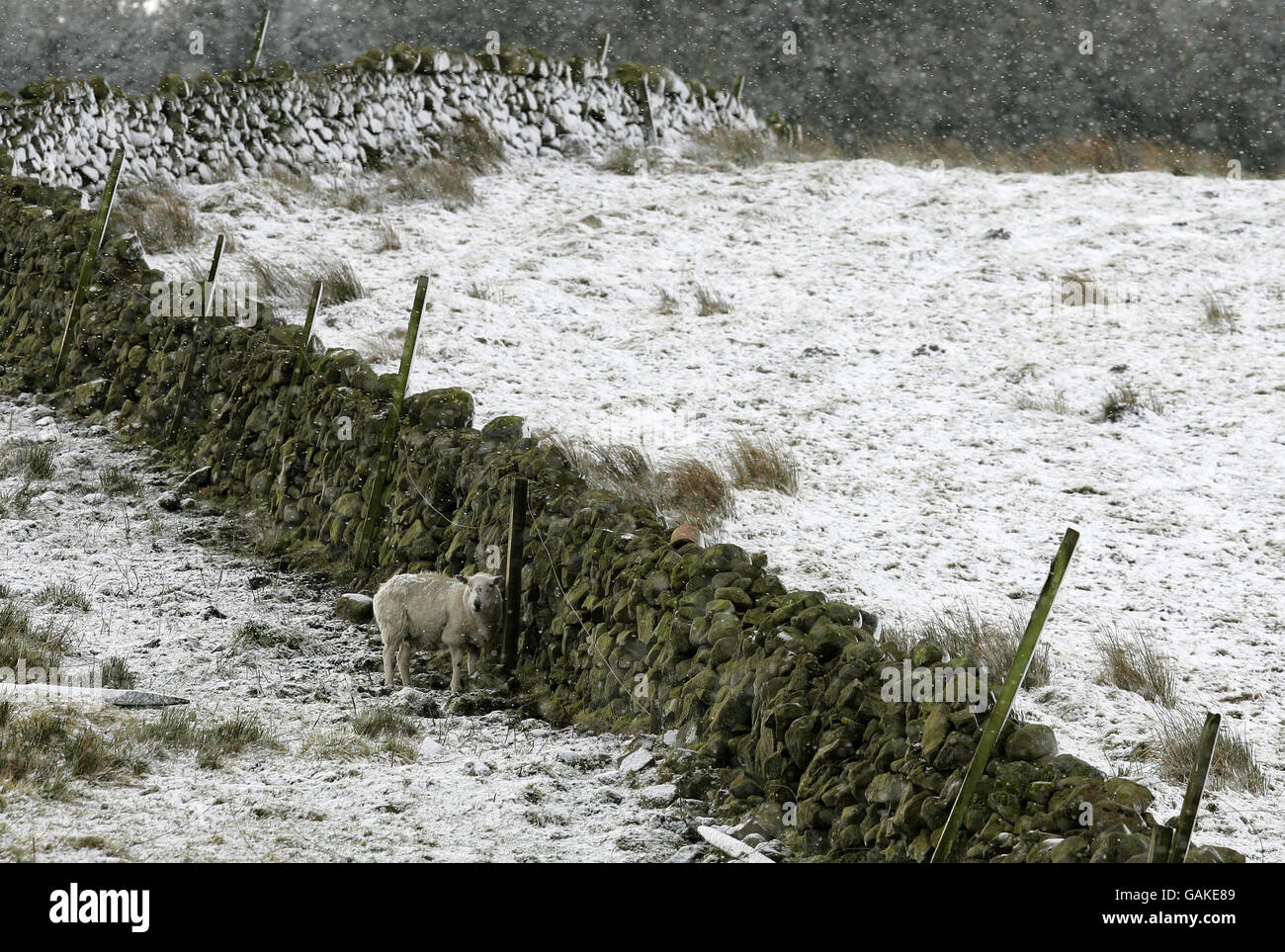 A sheep shelters behind a wall from the cold wind and snow today after snowfall arrived during