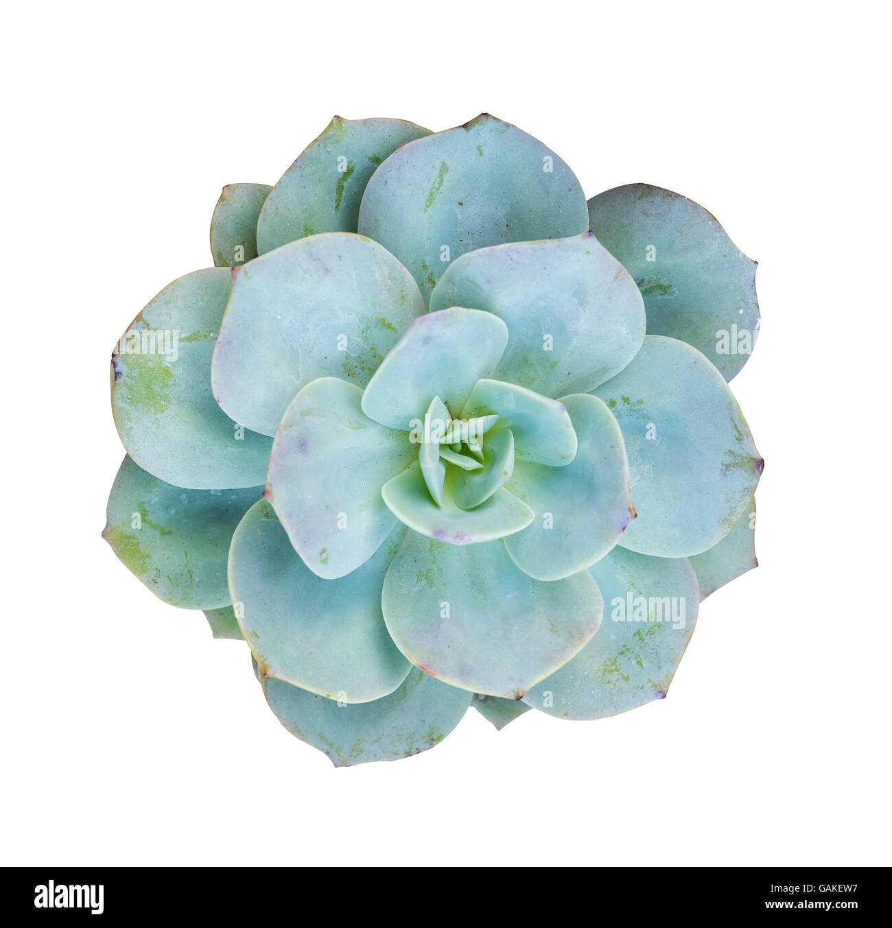 Miniature succulent plants Stock Photo Alamy