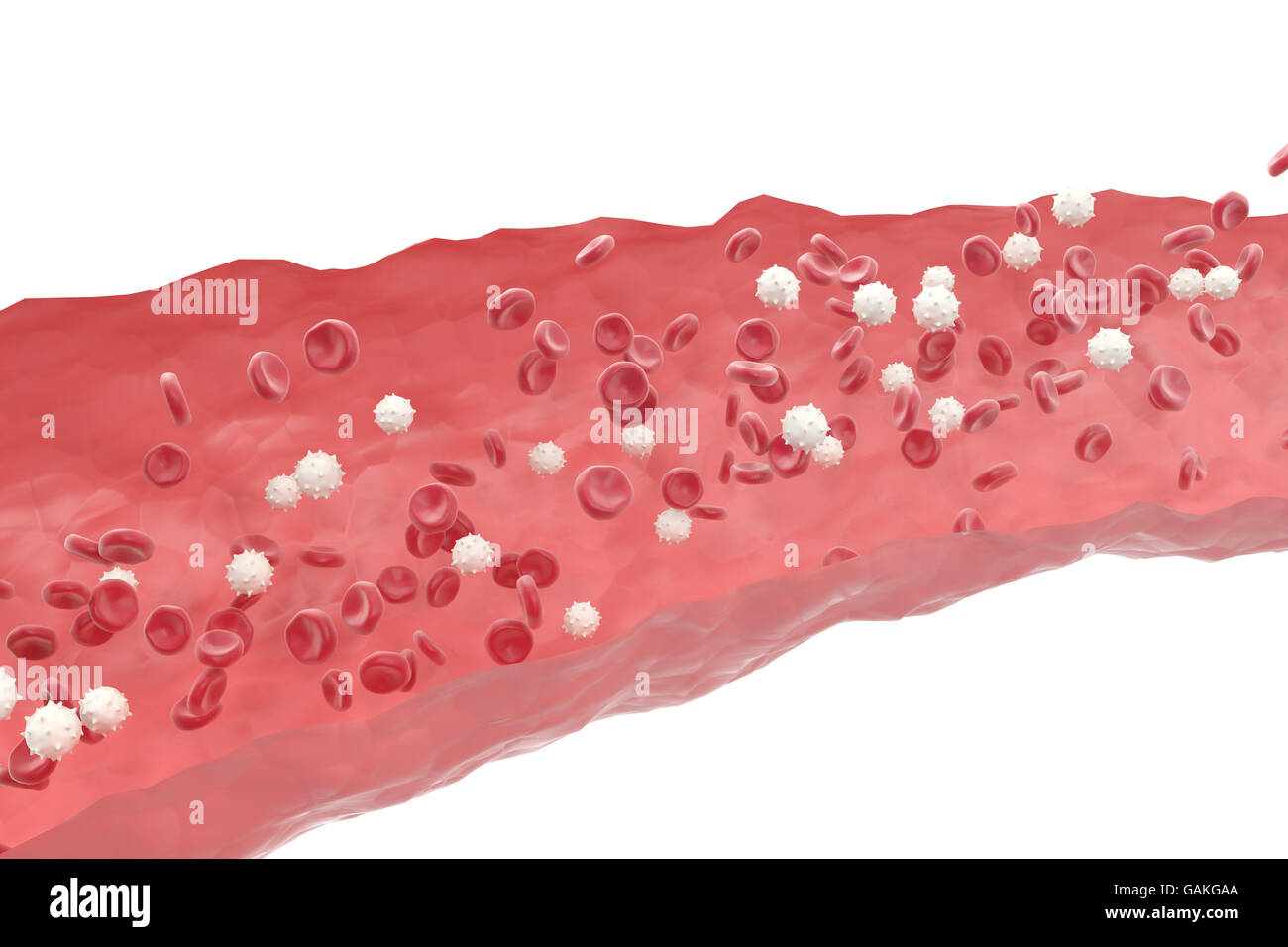 Red and white blood cells in cut flowing through veins, scientific  medical 3d illustration Stock Photo