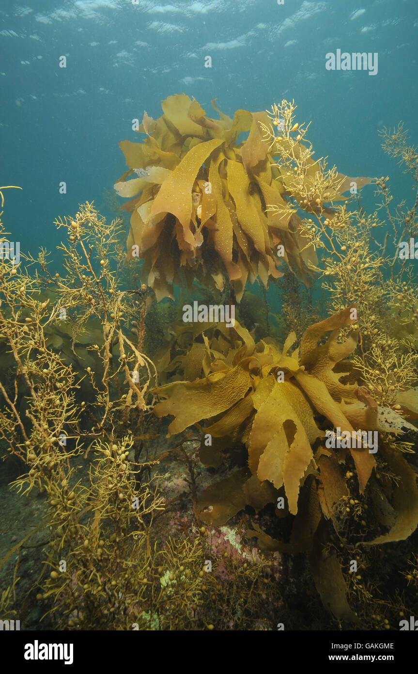 Brown kelp and seaweed in clear water Stock Photo Alamy