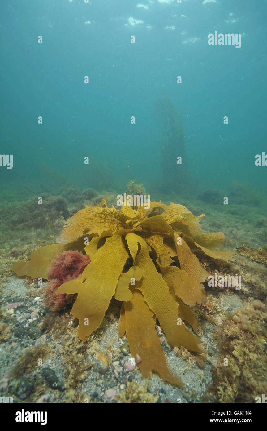 Brown kelp on flat bottom Stock Photo