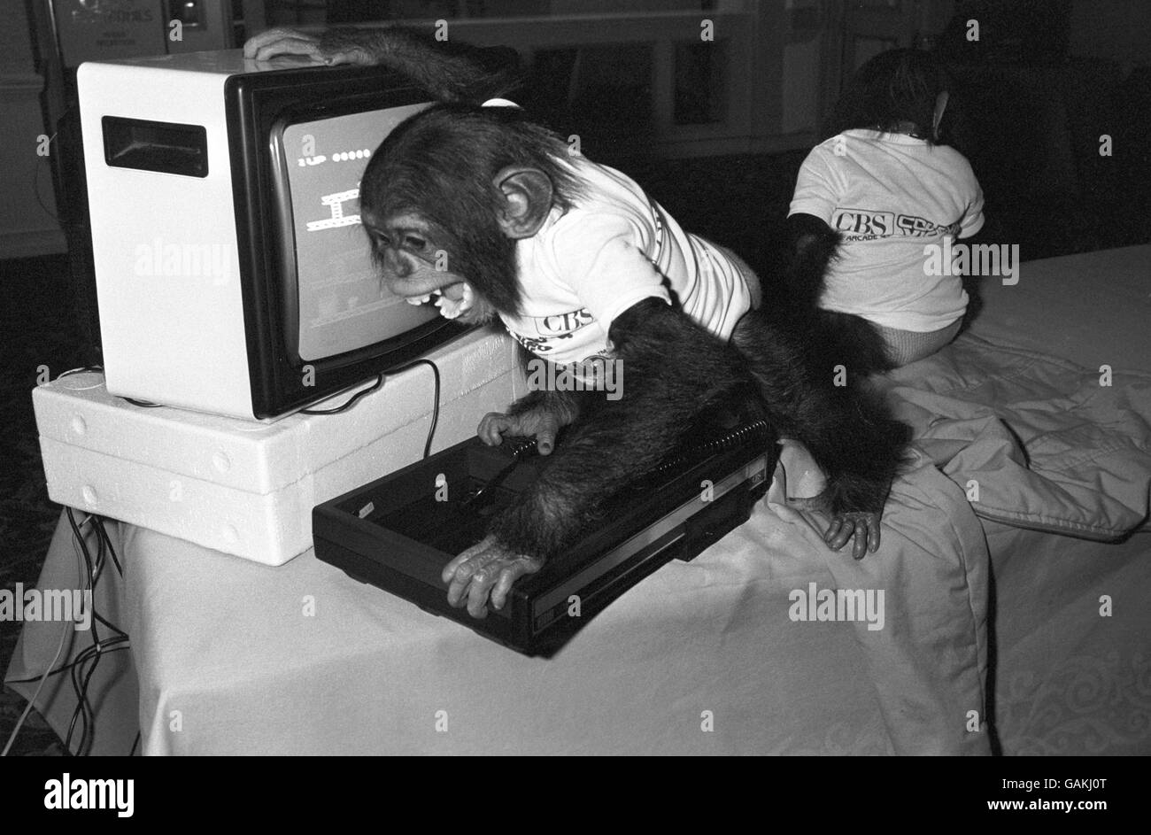 Chimpanzee William of Twycross Zoo, Leicester helps to launch CBS Electronics new generation of TV games, at a London hotel. Stock Photo