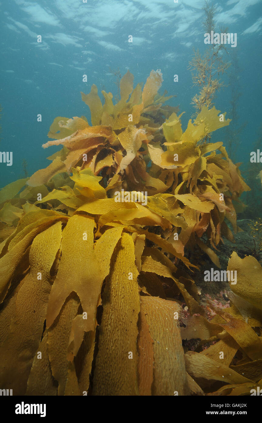 Fronds of brown stalked kelp Stock Photo