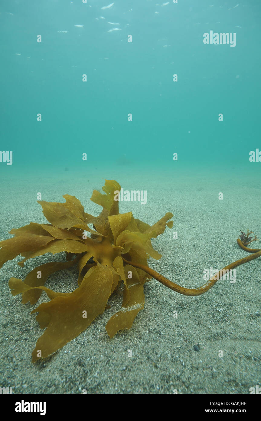 Lonely brown stalked kelp Stock Photo
