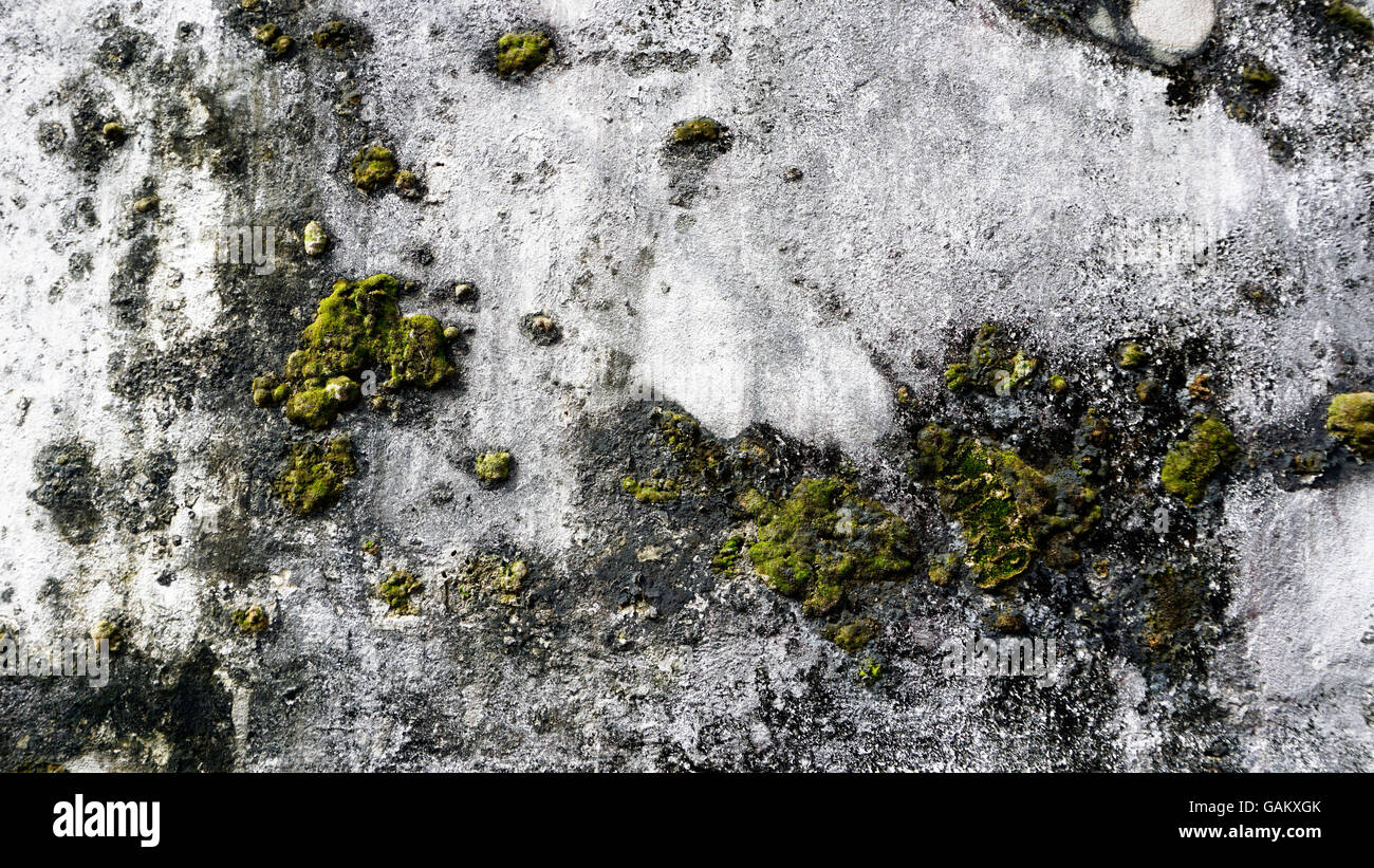 Grunge wall texture background with moss Stock Photo