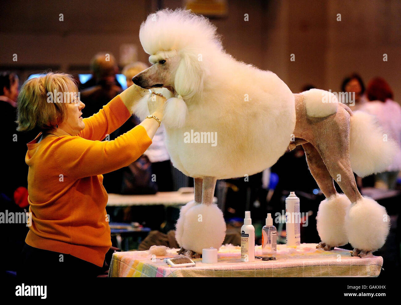poodle crufts