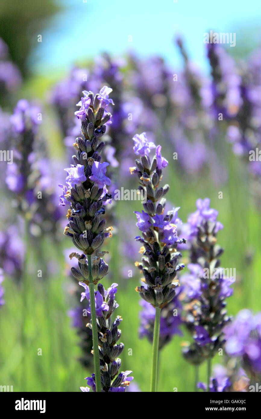 Lavender Field Stock Photo