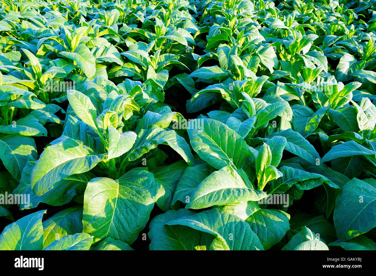 keep rolling tobacco fresh How to Keep Tobacco Moist in a Pouch: 7 Steps (with Pictures)
