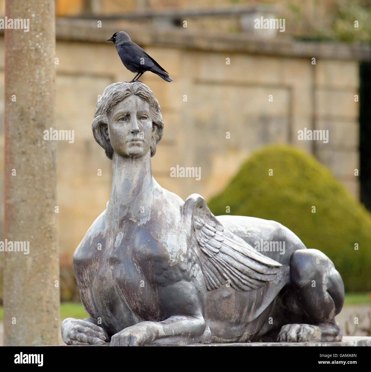 A bird stands on a sphinx of Gladys Deacon, the first wife of the 9th Duke of Marlborough that is displayed at Blenheim Palace, Woodstock, Oxfordshire, in the Lower Water Terraces of the Palace. A panel of six striking eyes showing three blue and three brown, painted in 1928 for Gladys Deacon have been restored and gaze mysteriously down on visitors as they enter the Palace, they had suffered the elements and deteriorated over the years, and have now been returned to their former glory. Stock Photo