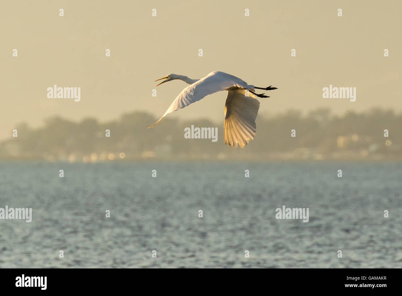 White heron flying at the wetland of Nafplio in Greece. Stock Photo