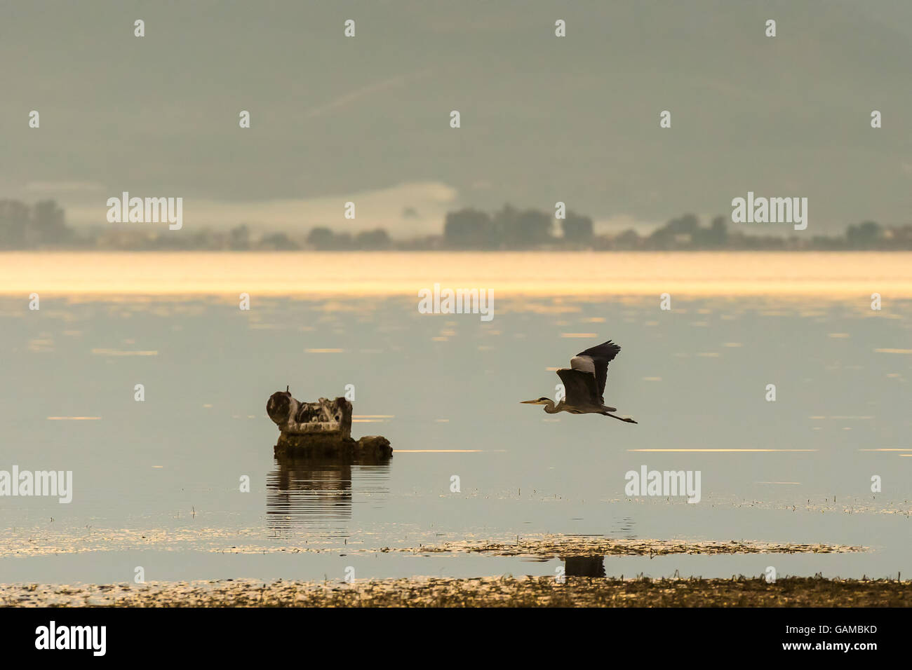 Black heron flying at a wetland in Nafplio Greece. Stock Photo