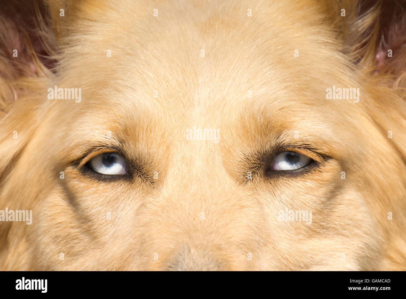 White Shepherd dog with blue eyes close up portrait. Stock Photo