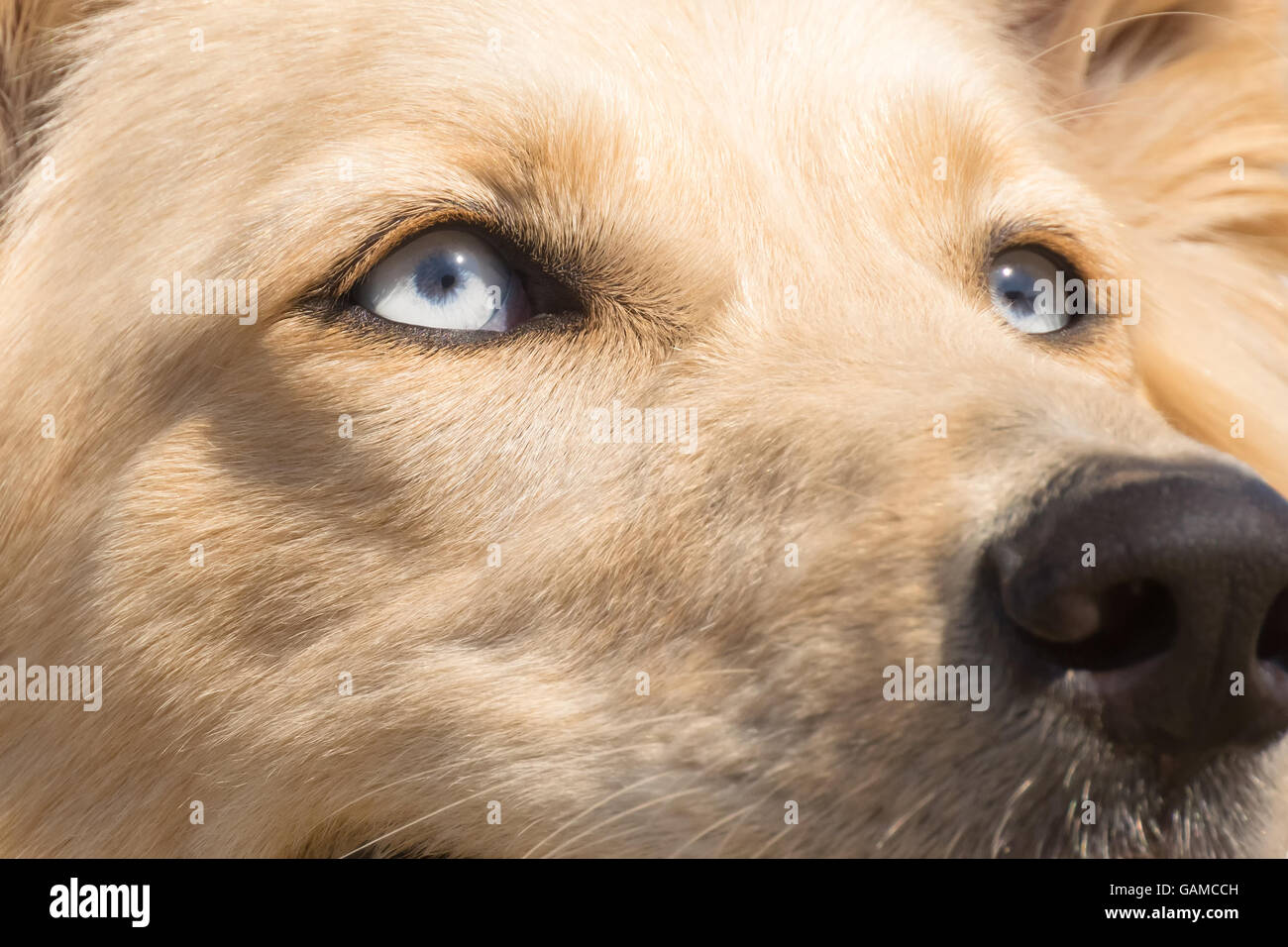 White Shepherd dog blue eyes. Close up portrait. Stock Photo