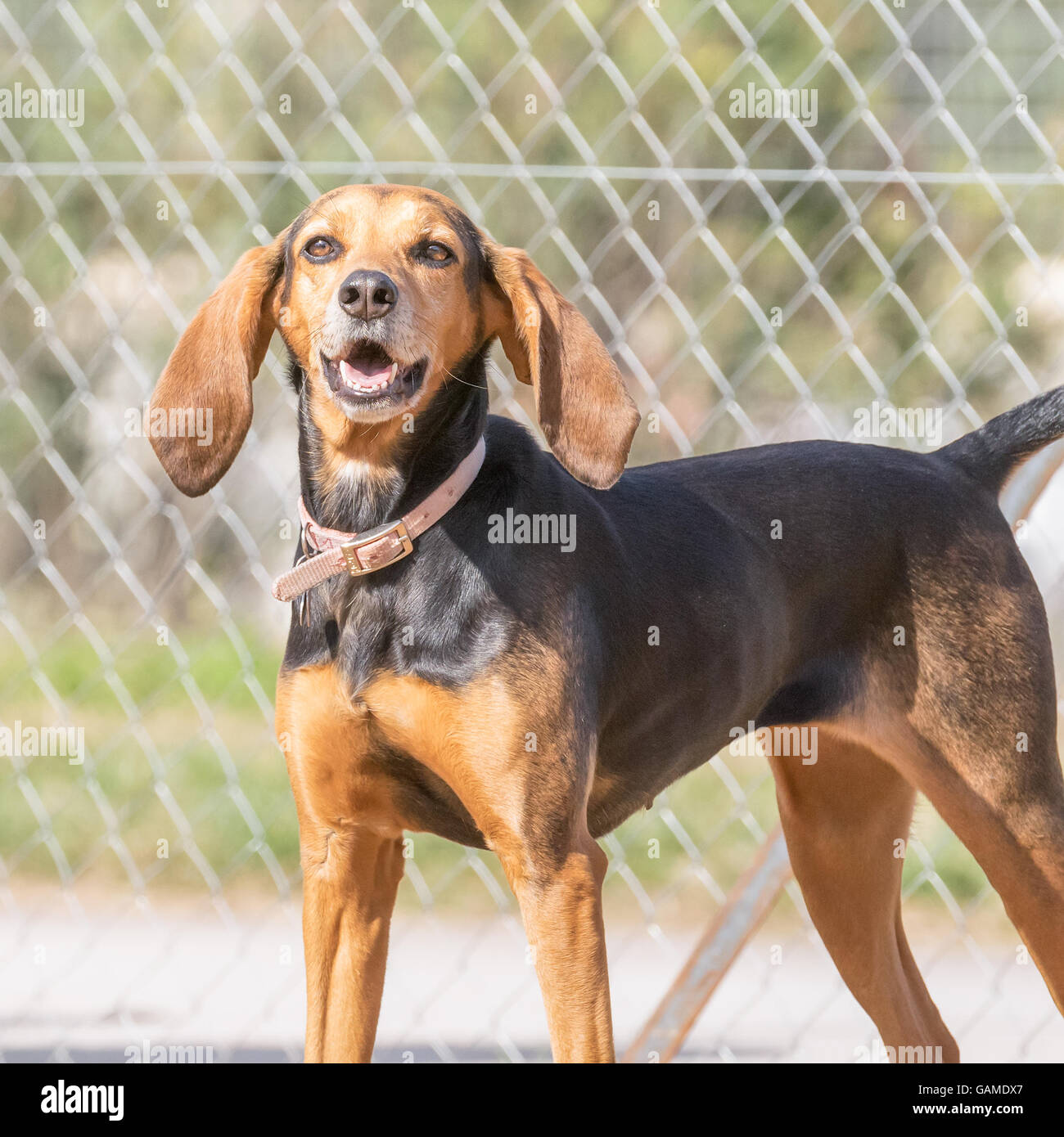 Female hunt dog portrait at a park. Stock Photo