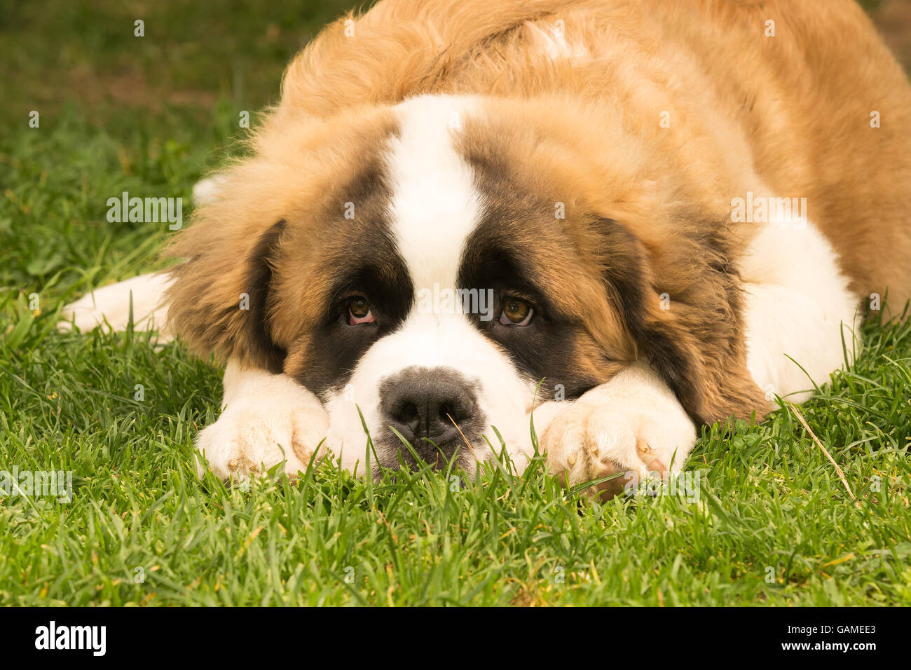 Saint Bernard dog puppy at a park. A cute moment. Stock Photo