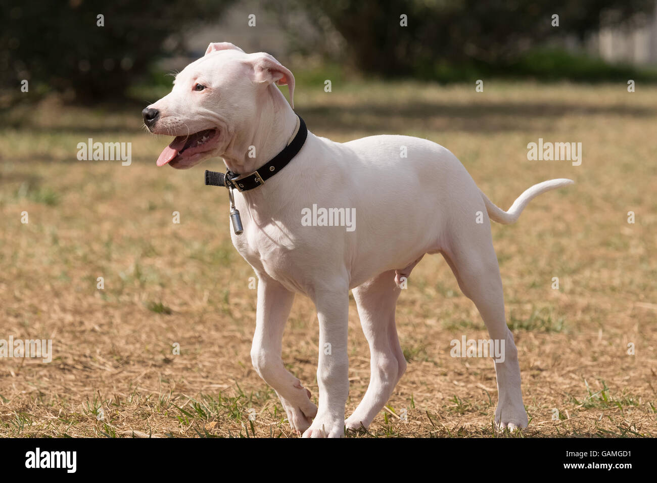 Puppy Dogo Argentino dog portrait. Stock Photo
