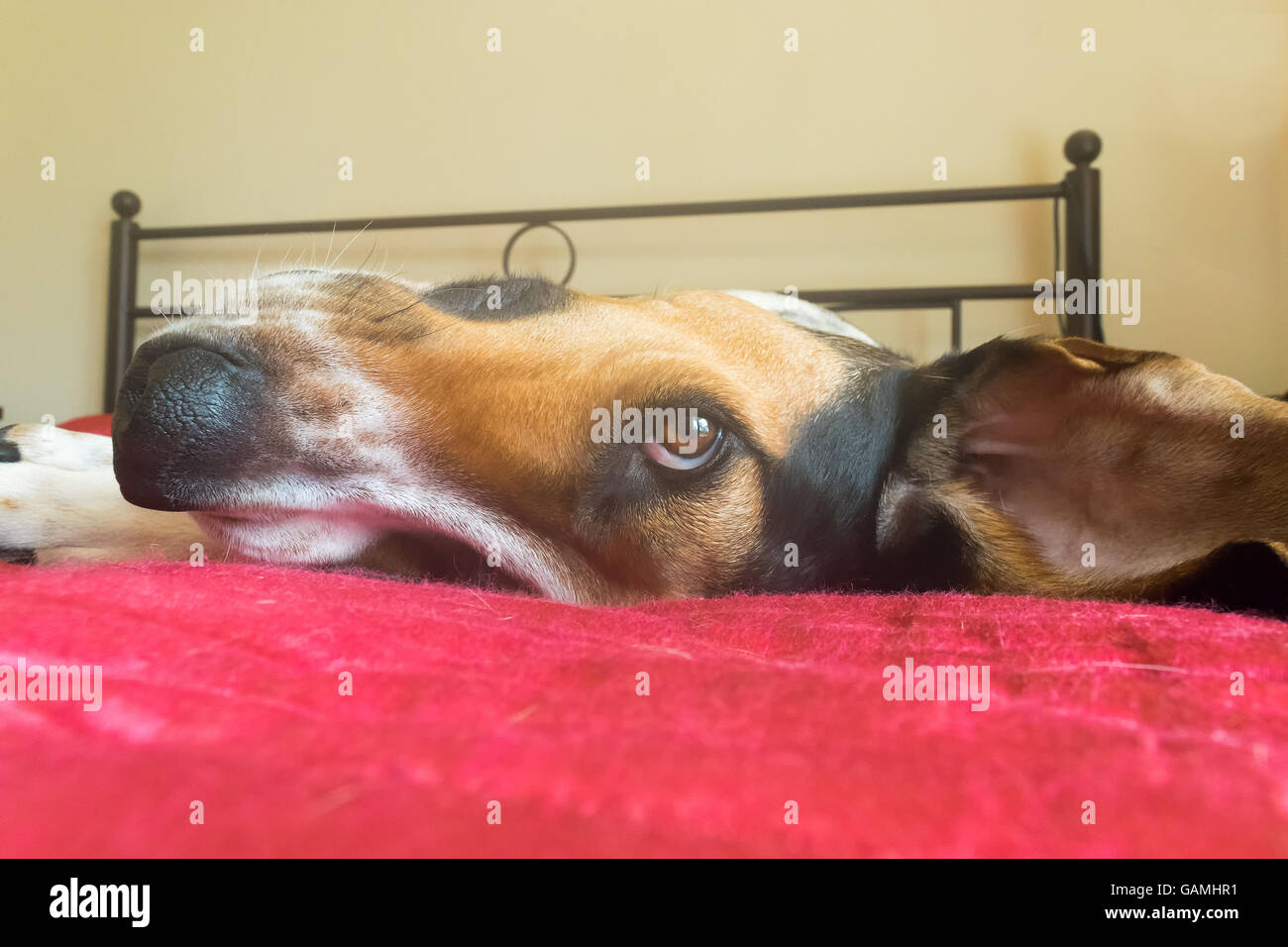 Funny pose of a dog on a bed looking backwards at the camera. Stock Photo