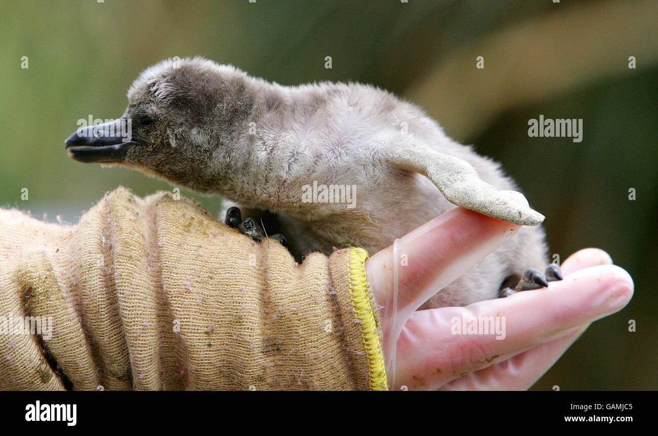 Penguins at Chester Zoo. Aero the Humboldt penguin chick born on Monday