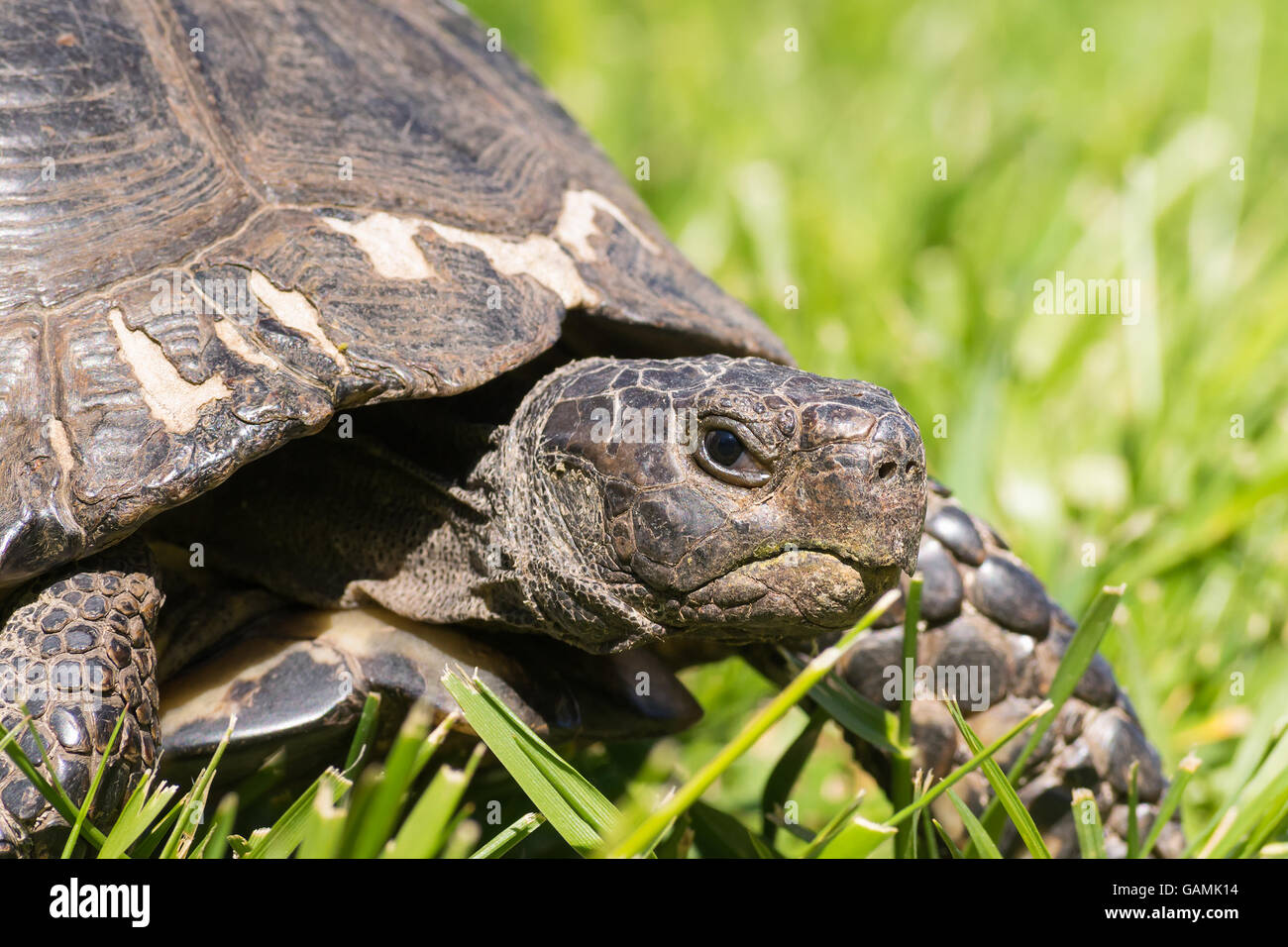 Angry Turtle High Resolution Stock Photography and Images - Alamy