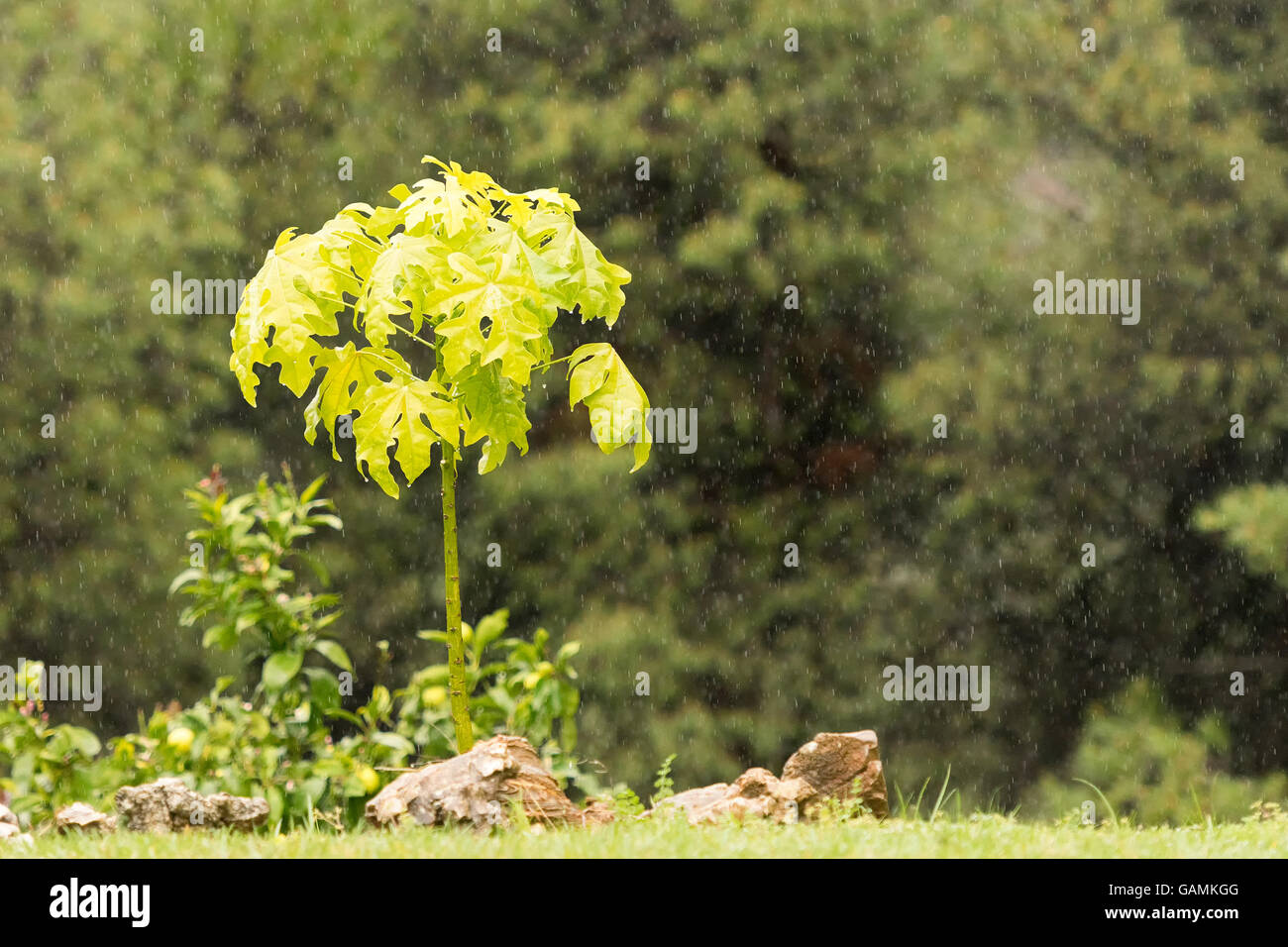 Brachychiton acerifolius platanus tree in a garden against the strong rain. Stock Photo